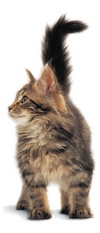 kitten